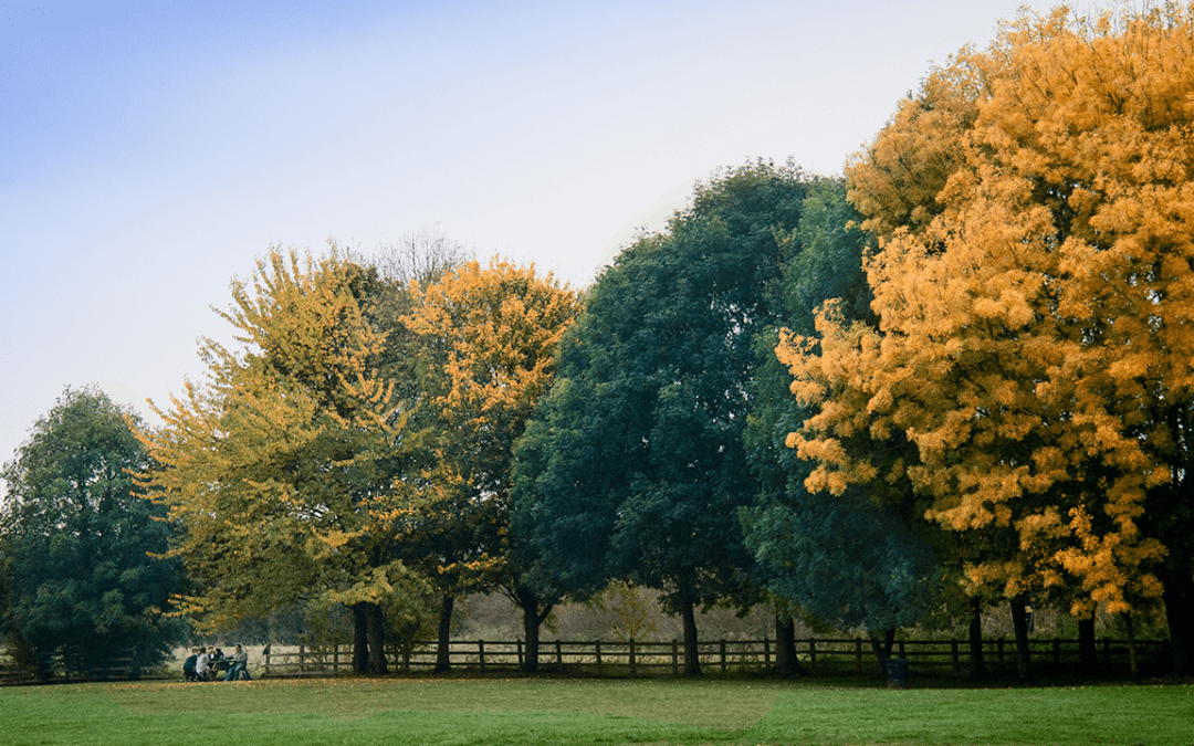 trees and greenery